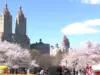NYC’s Cherry Blossoms Signal Spring’s Joyful Return