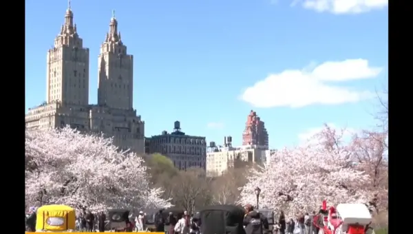 NYC’s Cherry Blossoms Signal Spring’s Joyful Return