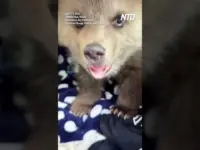 Orphaned Bear Cub’s Fight for Survival Warms Hearts