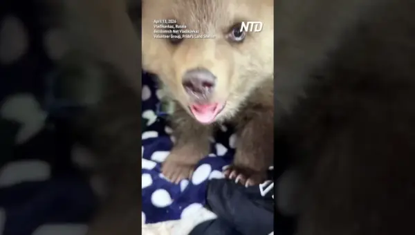 Orphaned Bear Cub’s Fight for Survival Warms Hearts
