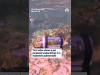 Parakeet’s ‘Scuba Dive’ in Viral Video Delights Internet