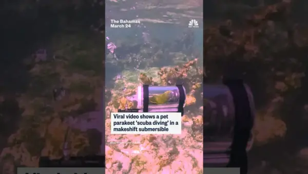 Parakeet’s ‘Scuba Dive’ in Viral Video Delights Internet