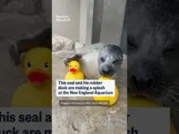 Seal’s Rubber Duck Obsession Goes Viral at Aquarium