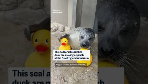 Seal’s Rubber Duck Obsession Goes Viral at Aquarium