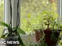 Spelman Students Use AI to Make Plants Talk